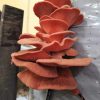M2708 Pleurotus djamor - Spawn - 1L bag