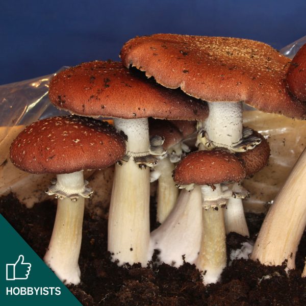 M5012 Stropharia rugoso-annulata - Spawn - 5L bag
