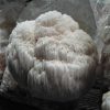 M9514 Hericium erinaceus - Wood plugs - 50 pcs