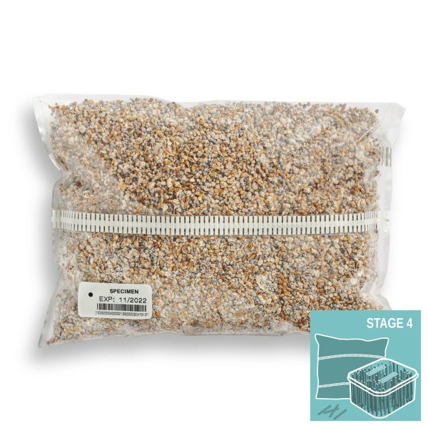 M2502 Pleurotus citrinopileatus - Spawn - 1L bag - Image 2