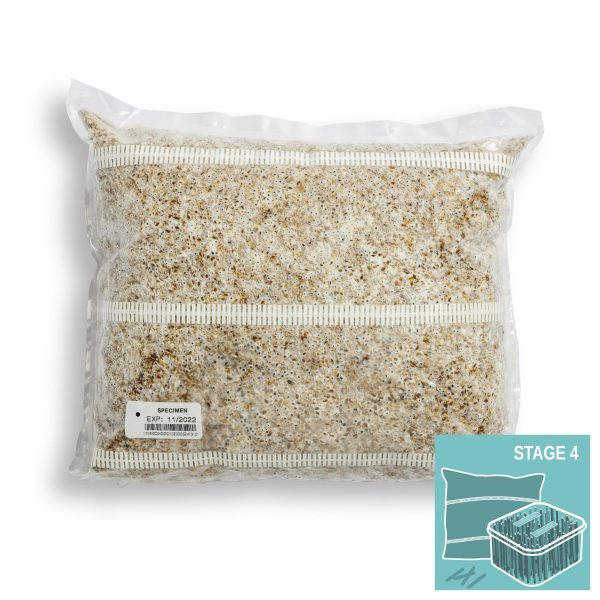 M2708 Pleurotus djamor - Spawn - 5L bag - Image 2